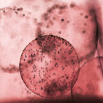 Dentist-approved hacks to stop food and drink staining teeth