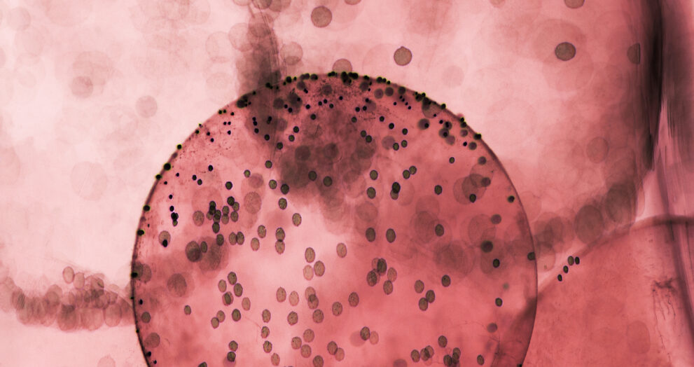 Do these common cough remedies actually work